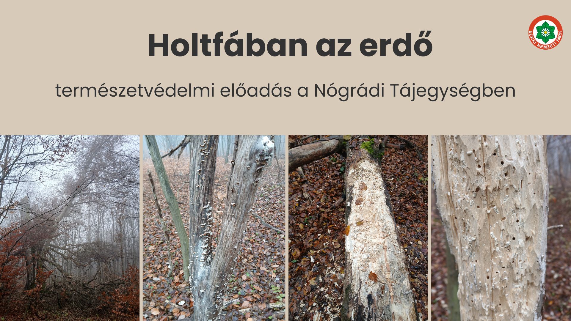 Holftában az erdő_borító_251124155418.jpg
